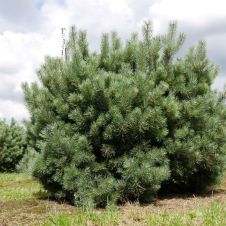 Сосна обыкновенная Pinus sylv. С2 30-50 см