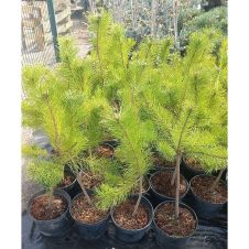 Сосна обыкновенная Pinus sylv. С2 30-50 см