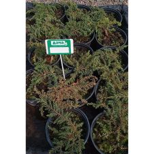 Можжевельник Green Carpet (Грин Карпет) С1,5
