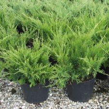 Можжевельник средний Mint Julep (Минт Джулеп) С2/3 20-35 см