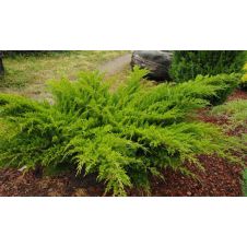 Можжевельник средний Mint Julep (Минт Джулеп) С2/3 20-35 см