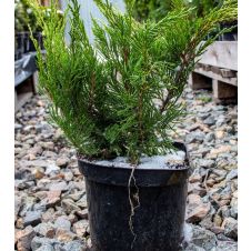 Можжевельник средний Mint Julep (Минт Джулеп) С2/3 20-35 см