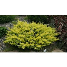 Можжевельник средний Old Gold (Олд голд) С20 H 40-50 см