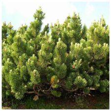 Сосна горная Mugo subsp. mugo (Муго) С2 10-15 см