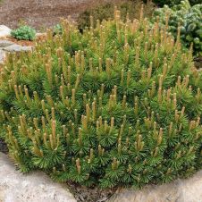 Сосна горная Mugo subsp. mugo (Муго) С2 10-15 см