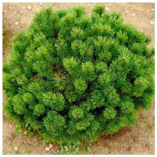 Сосна горная Мопс (Pinus mugo Mops) С2 h=15-20 см