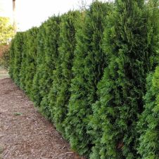 Туя западная Brabant (Брабант) С5 100-120 см