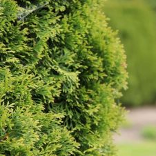 Туя западная Brabant (Брабант) С5 100-120 см