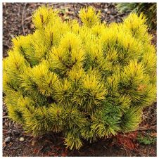 Сосна горная Ophir (Офир) C2 15-20 см