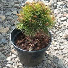 Сосна горная Ophir (Офир) C2 15-20 см