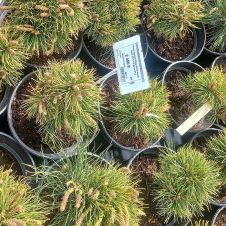 Сосна горная Ophir (Офир) C2 15-20 см