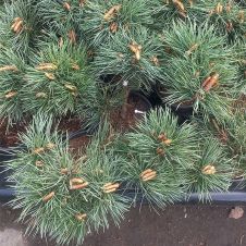 Сосна горная Ophir (Офир) C2 15-20 см