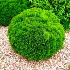 Туя западная Daniсa (Даника) C5 30-35 см