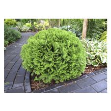 Туя западная Daniсa (Даника) C5 30-35 см