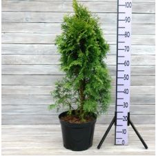 Туя западная Columna (Колумна) С3 50-60 см