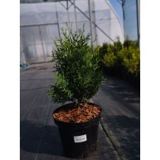 Туя западная Columna (Колумна) С3 50-60 см