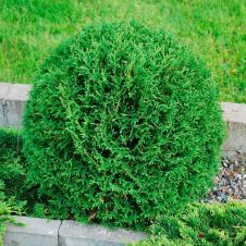 Туя западная Тини Тим (Tiny Tim) С1,5