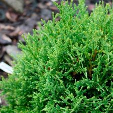 Туя западная Тини Тим (Tiny Tim) С1,5