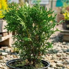 Туя западная Тини Тим (Tiny Tim) С1,5