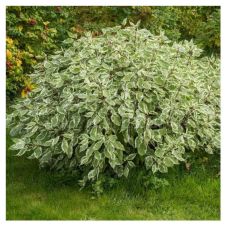 Дерен белый Ivory Halo С2/3 h=30-50 см