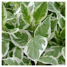 Дерен белый Ivory Halo С2/3 h=30-50 см