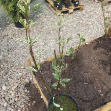 Дерен белый Ivory Halo С2/3 h=30-50 см