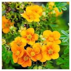 Лапчатка кустарниковая Mango Tango (Манго танго) С2/3 20-25 см