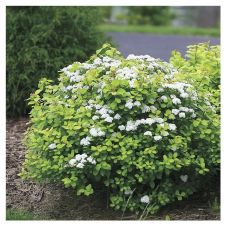 Спирея березолистная Tor C2/3 h=20-30 см