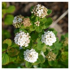 Спирея березолистная Tor C2/3 h=20-30 см