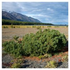 Кедровый стланик С3 h=40-50см