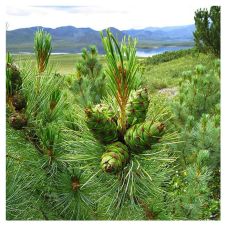 Кедровый стланик С3 h=40-50см