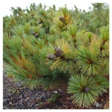 Кедровый стланик С3 h=40-50см