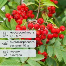 Саженец Рябина обыкновенная