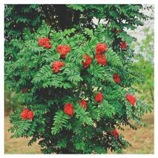 Саженец Рябина обыкновенная