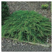 Можжевельник обыкновенный Green Carpet С7,5 h=40-45 см