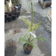 Ель обыкновенная (Picea Abies) C3 h=40-60 см