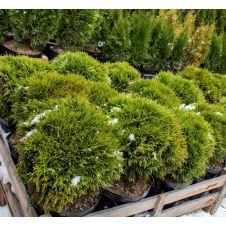 Туя западная Daniсa (Даника) WRB 30+ см