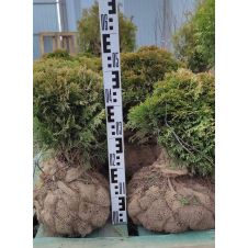 Туя западная Daniсa (Даника) WRB 30+ см