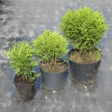 Туя западная Daniсa (Даника) WRB 30+ см