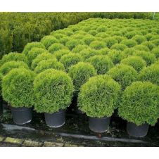 Туя западная Daniсa (Даника) WRB 30+ см