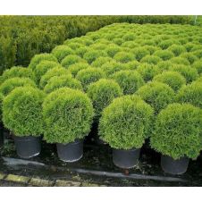 Туя западная Daniсa (Даника) WRB 30+ см