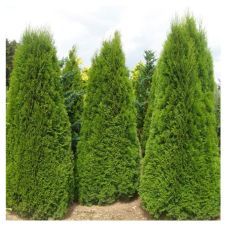 Туя западная Smaragd (Смарагд) С4 80-100 см