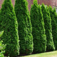 Туя западная Smaragd (Смарагд) С4 80-100 см