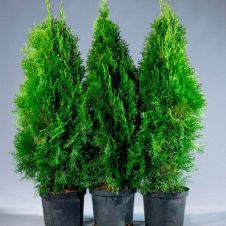 Туя западная Smaragd (Смарагд) С4 80-100 см