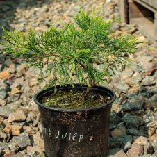 Можжевельник средний Mint Julep (Минт Джулеп) С2/Р9