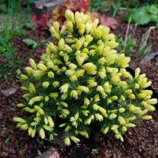 Ель Рэйнбоуз Энд (Rainbow's End) С1,5