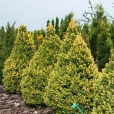 Ель Рэйнбоуз Энд (Rainbow's End) С1,5