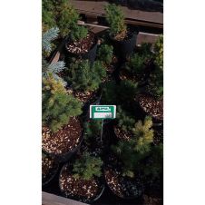 Ель Рэйнбоуз Энд (Rainbow's End) С1,5