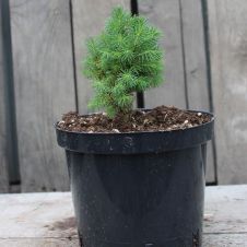 Ель Рэйнбоуз Энд (Rainbow's End) С1,5