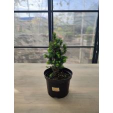 Ель Рэйнбоуз Энд (Rainbow's End) С1,5